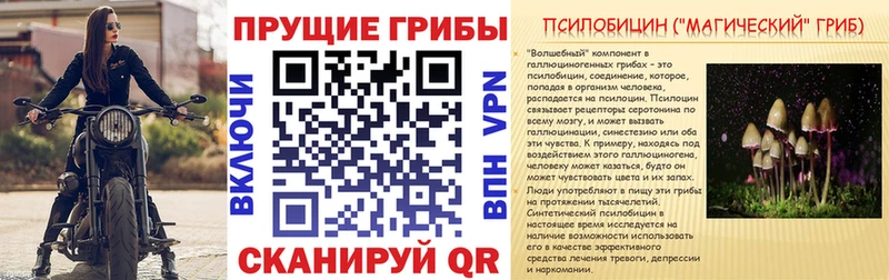 Галлюциногенные грибы Psilocybe  закладка  Жердевка 